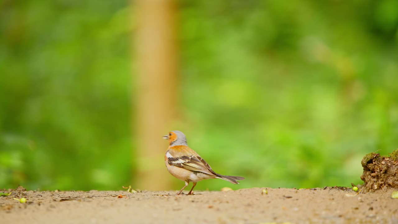 프리즈랜드 (netherlands) 에 있는 일반 유라시아 샤핀치 (common eurasian chaffinch) 는 땅을 따라 는 새를 따라 는다.