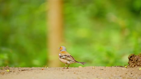 Gewöhnlicher-Buchfink-In-Friesland,-Niederlande.-Kamerafahrt-Folgt-Vogel,-Der-Am-Boden-Entlang-Läuft