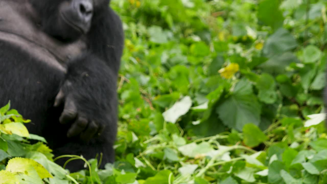 Un primo piano, ripresa 4K con gimbal di un gorilla di montagna dal dorso argentato in via di estinzione, che vive nel suo habitat naturale nella giungla, Parco Nazionale della Foresta Impenetrabile di Bwindi in Uganda, Africa