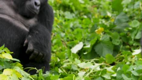 un primer plano, 4k gimbal de un gorila de montaña de espalda plateada en peligro de extinción, que vive entre su hábitat natural de la selva, bwindi impenetrable bosque parque nacional de uganda, áfrica
