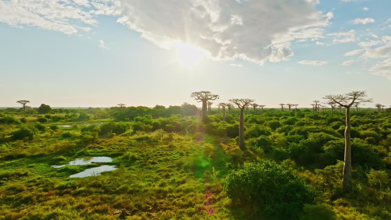 A stunning day aerial scene over the Avenue of the Baobabs in Madagascar. A lone iconic baobab rises above the lush green forest under a dramatic sky.