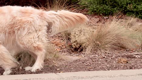 dog relieving itself on roadside vegetation