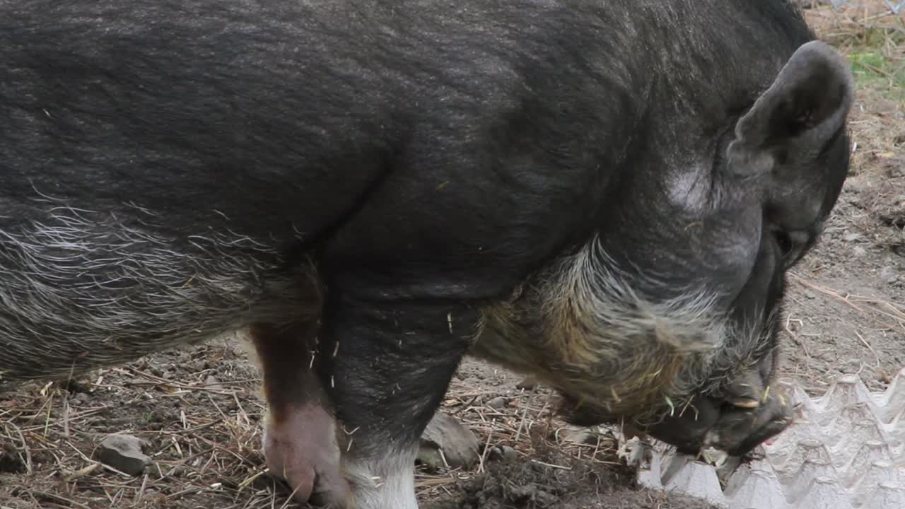 귀엽고 검은 배불뚝이 돼지는 조금씩 먹을 음식을 찾기 위해 농장 마당을 탐색합니다.
