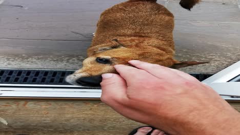 An-old-wet-dog-getting-its-head-scratched-in-the-morning-just-coming-in-from-her-morning-toilet-duties-to-greet-the-owner-on-the-way-in,-wide-angle-and-first-person-view-shot