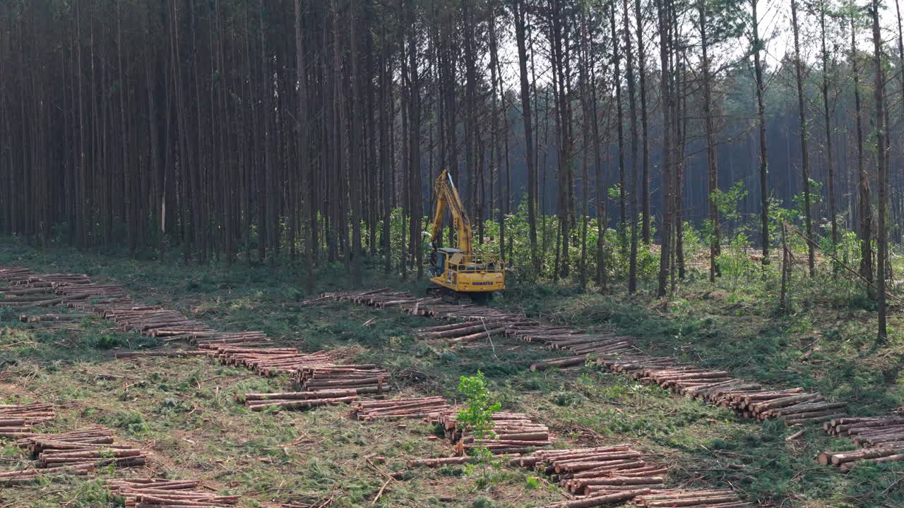 Machine, yellow crane for logging, Harvester equipment for cut wood in the forest, deforestation, zoom in