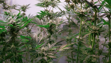 toma de plantas de cannabis que crecen en una carpa de cultivo durante la etapa de floración
