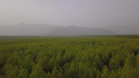 árboles-De-Niebla-Verde-Bosque-Sin-Fin