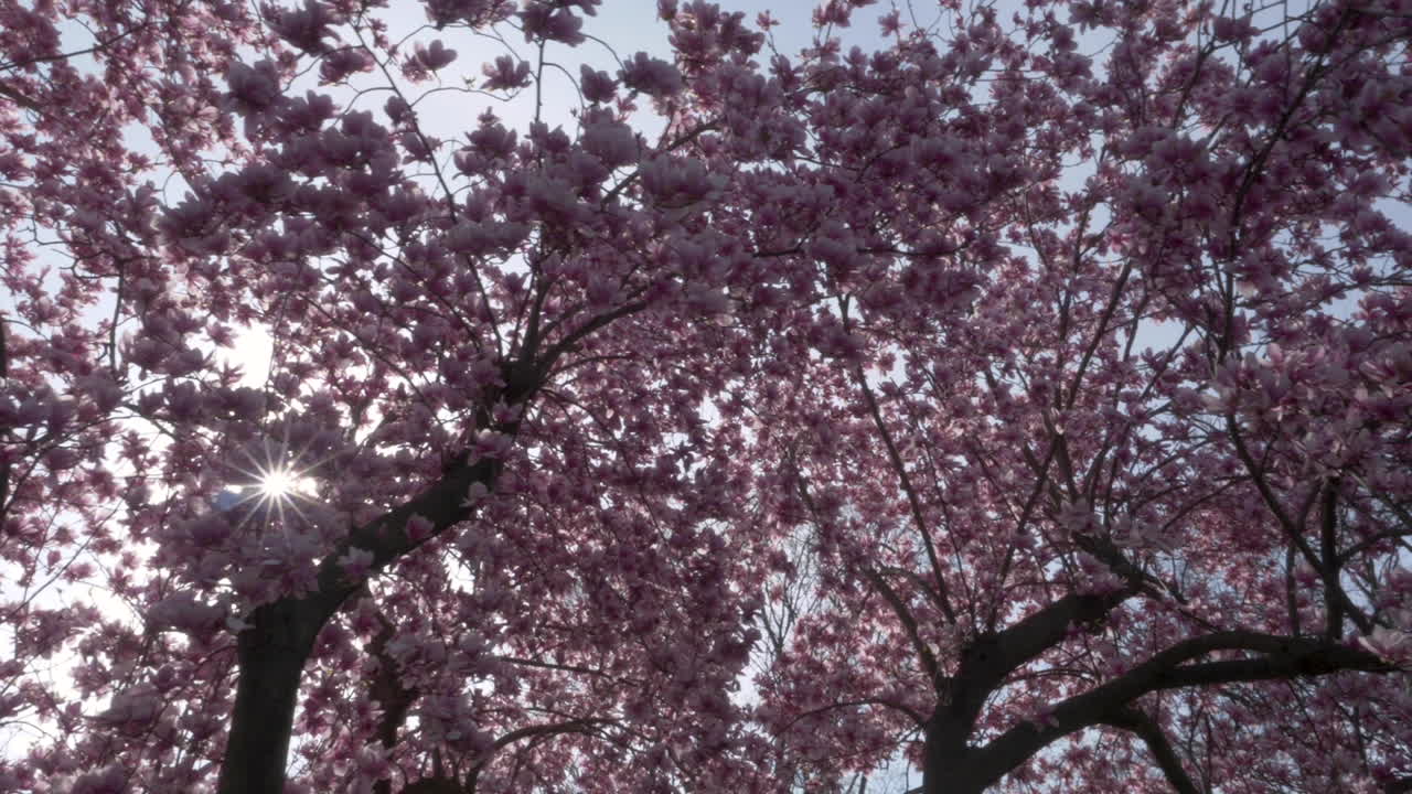 SLOW MOTION (48FPS): Guardando in alto e scivolando sotto un albero di magnolia cinese con grandi fiori rosa in piena fioritura mentre il sole filtra in una splendida giornata