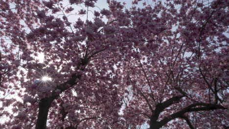 slow motion (48fps): slow motion (48fps): looking up and sliding under a chinese magnolia tree with big pink flowers in full blossom as the sun peeks through on a beautiful day