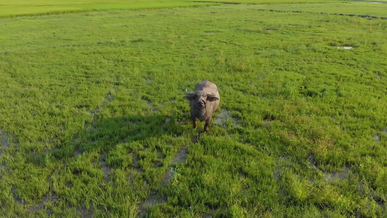 Vietnamese cow no pasture aerial view