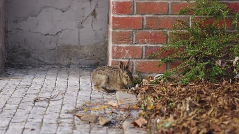 orejas largas liebre marrón europea búsqueda de comida cerca del edificio con arbusto de hojas verdes