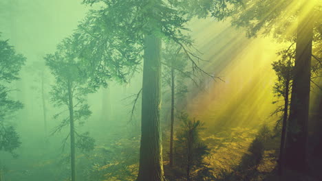 morning fog in the giant sequoias forest