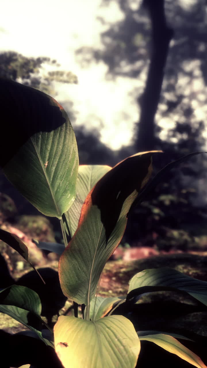 primer plano de las hojas verdes de una planta tropical