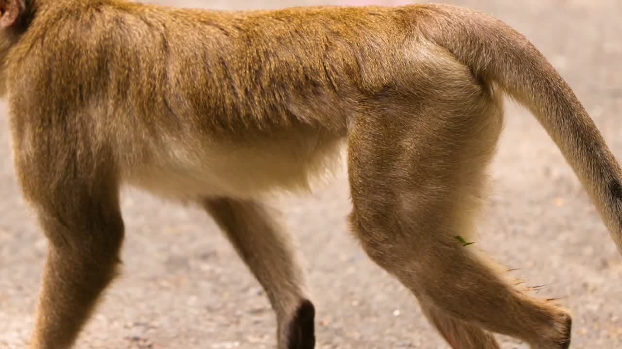 A detailed view of a monkey's legs and tail as it walks on a paved surface.
