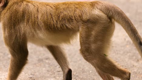 a detailed view of a monkey's legs and tail as it walks on a paved surface.