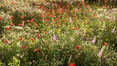 Mezcla-De-Flores-Silvestres-Con-Amapolas