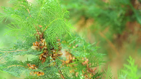 varied tit bird eats thuja ripe cone seeds close-up