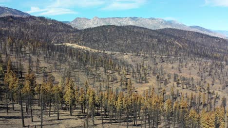 Antena-Sobre-árboles-Forestales-Destruidos-Quemados-Y-Destrucción-Del-Desierto-Del-Fuego-Caldor-Cerca-Del-Lago-Tahoe,-California