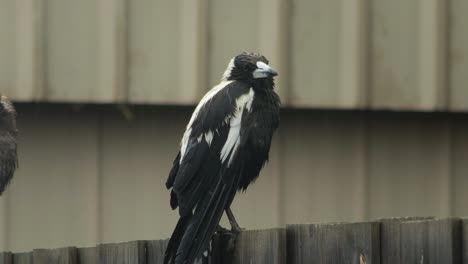 은 오스트레일리아 마그피 (australian magpie) 는 울타리에 앉아 비를 고 있는 오스트레일리아 기프스랜드 (gippsland) 빅토리아 마프라 (victoria maffra) 를 둘러보고 있다.