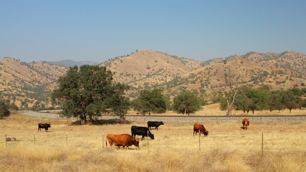 Bestiame pascola pacificamente e agita pigramente le code in un campo con binari ferroviari e colline ondulate sullo sfondo