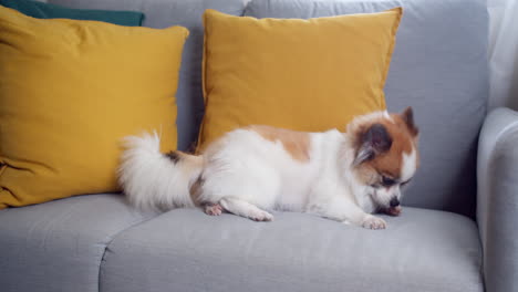 chihuahua dog lying on a sofa at home