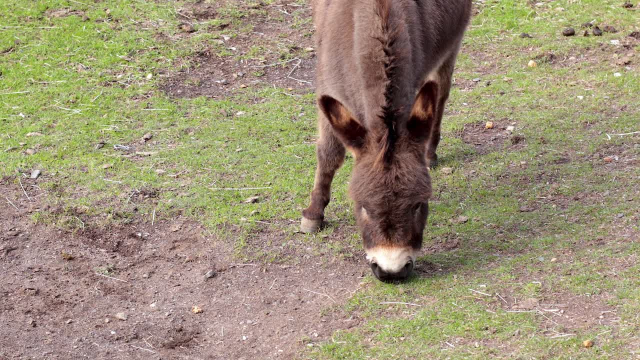 들판 에서 풀 을 먹는 당나귀