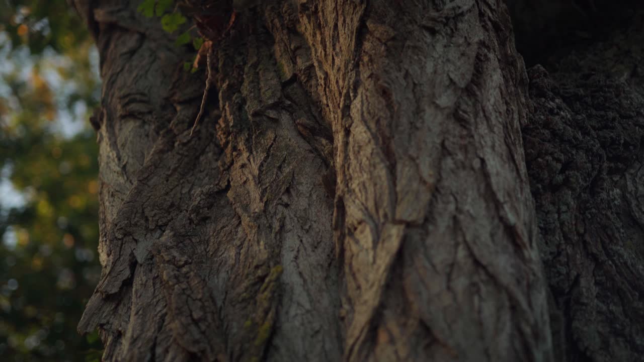 Wrinkled bark of an old tree trunk during sunset in Montrichard, France, dynamic macro closeup