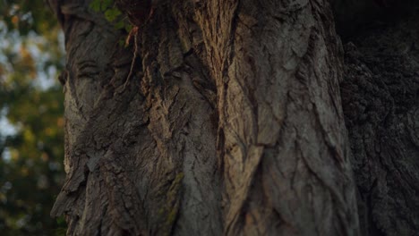 wrinkled bark of an old tree trunk during sunset in montrichard, france, dynamic macro closeup