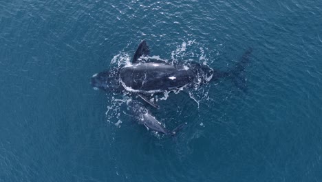 Madre-Ballena-Panza-Arriba-En-La-Superficie,-El-Bebé-Respira-Y-Pasa-Por-Debajo-De-La-Madre---Vista-Aérea-Superior