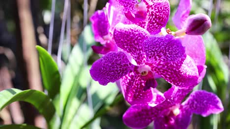 vibrant orchid blooms in bangkok's floating market