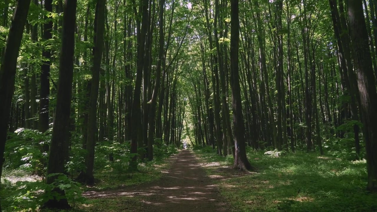 Passeggiata attraverso un sentiero in una fitta foresta