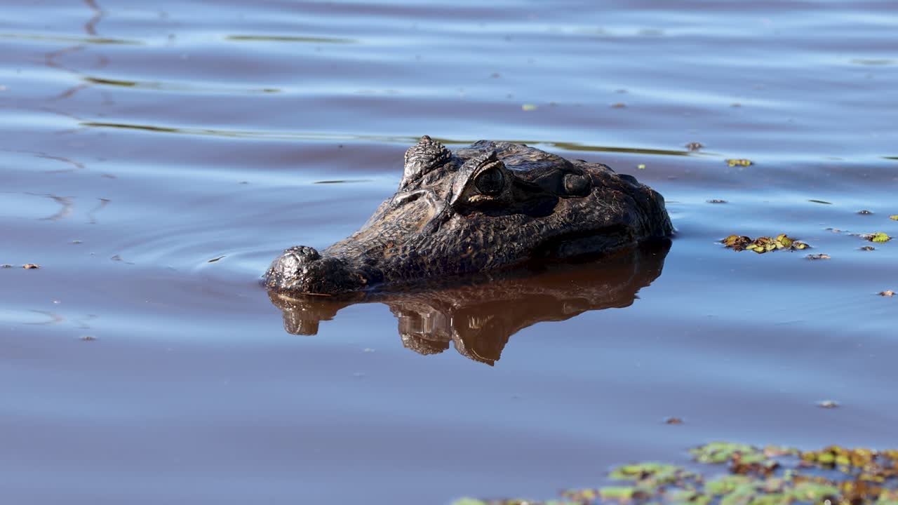 Alligator. Crocodile, Alligator. Wetlands, Pantanal Mato Grosso, Brazil