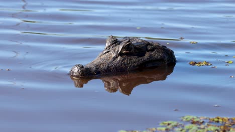 alligator. crocodile, alligator. wetlands, pantanal mato grosso, brazil