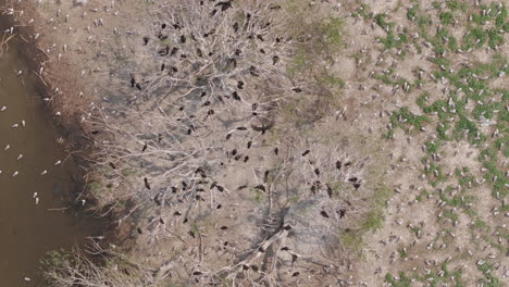 drone captures zenithal spiral movement above cormorants nesting among bare trees and dry grass. bright sun