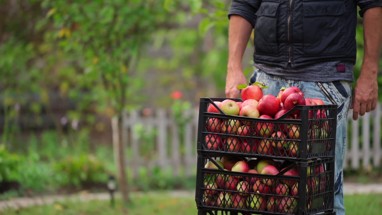 Stack of drawers with apples. Man puts the box with delicious organic fruits outdoors. Harvesting natural products.