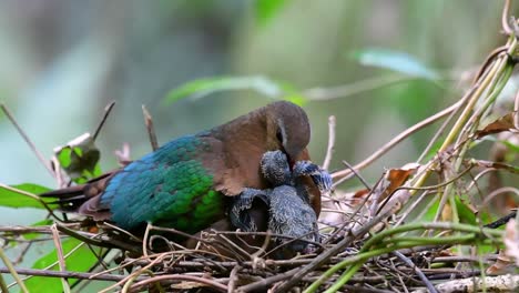 The-Common-Emerald-Dove-is-common-to-Asian-countries-and-it's-famous-for-its-beautiful-emerald-coloured-feathers