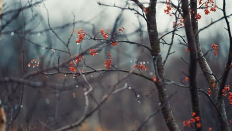 the thin black branches of the rowan tree are beaded with raindrops