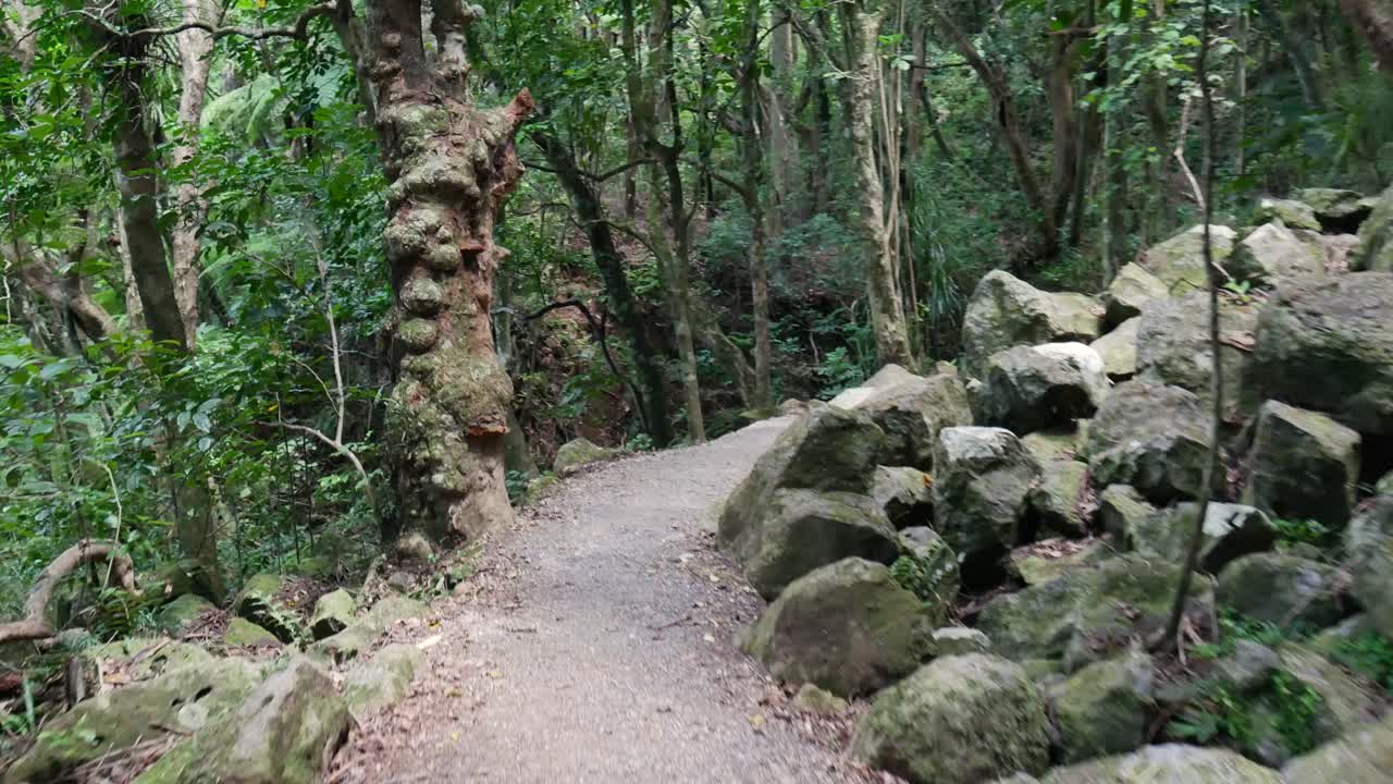 POV walking on New Zealand forest track through native trees