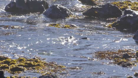 a group of fur seals playing in shallow water among seaweed as waves come in