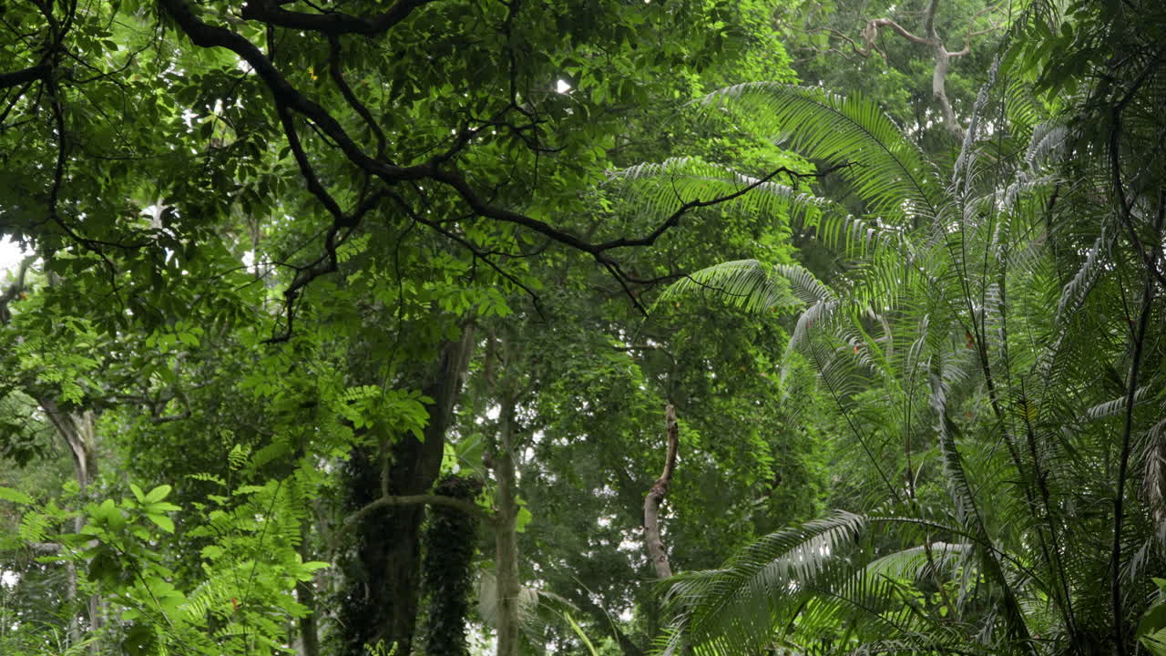 Frodigt løv i den tropiske jungle i Ubud Monkey Forest på Bali, Indonesien.