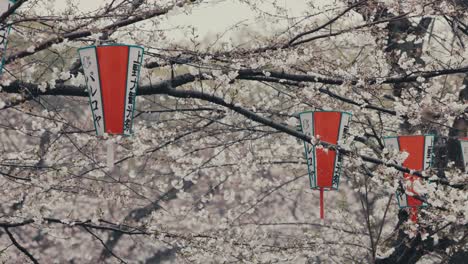 japanese lanterns hanging on sakura tree branches with flowers in spring