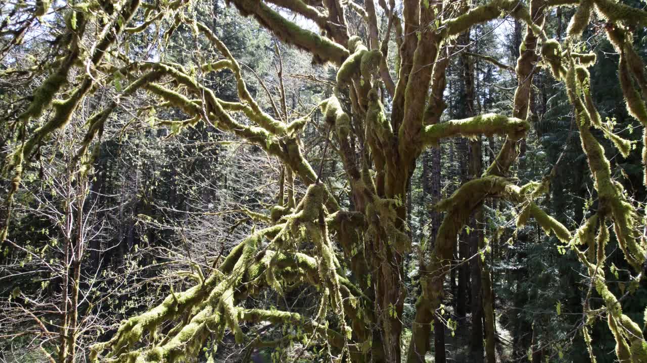 Lush canopy, mossy giant, Washington rainforest, aerial Dolly Tracking back