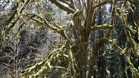 Dosel-Exuberante,-Gigante-Cubierto-De-Musgo,-Selva-Tropical-De-Washington,-Plataforma-Rodante-Aérea-Que-Rastrea-Hacia-Atrás