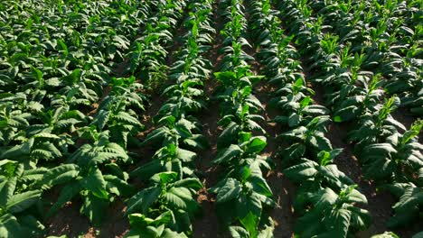 aerial flight above tobacco plants