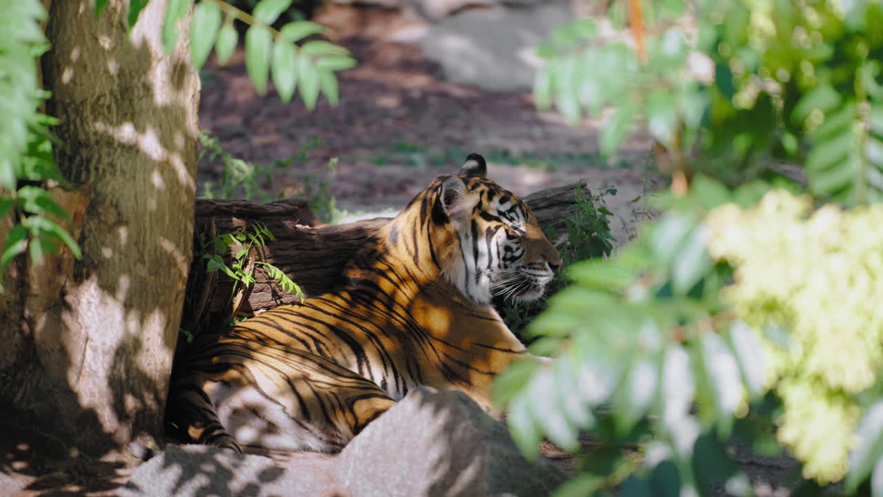 Bengal tiger hviler i skyggen af et palmetræ, liggende ved en stor træstamme, med solpletter der skinner gennem blade og rammer dyrets pels.