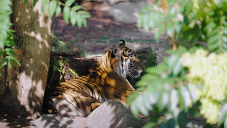 Bengal-Tiger-Resting-in-Palm-Tree-Shadow-Lying-by-Large-Log-with-Spots-of-Sunlight-Striking-Throw-Leaves-of-Animal-Fur