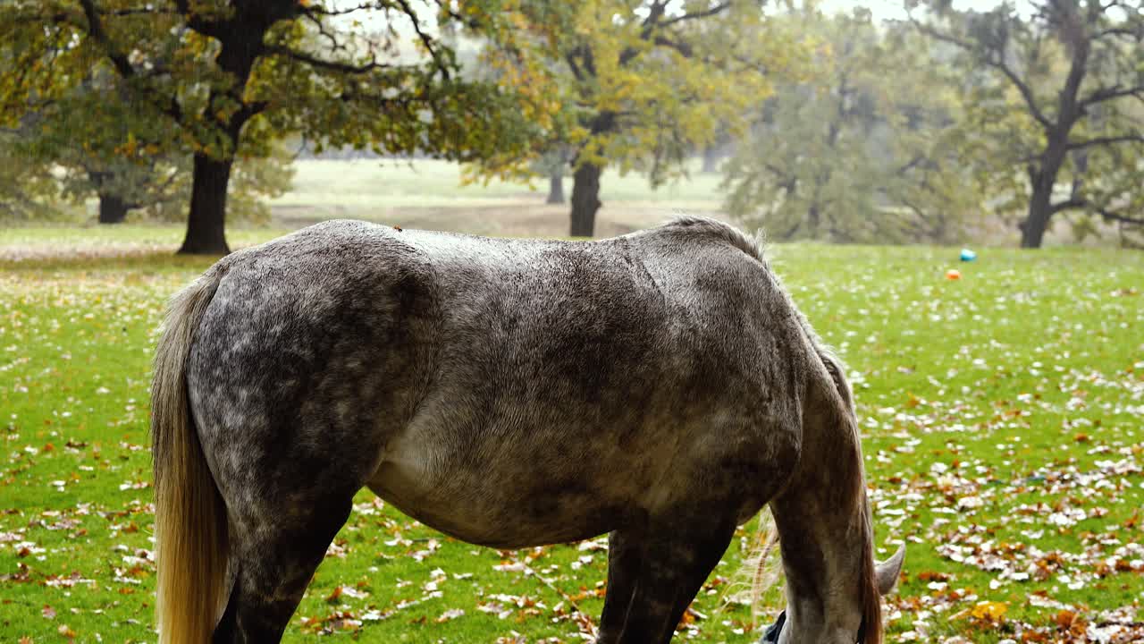 caballo gris comiendo pacíficamente en un paisaje oxidado y lluvioso