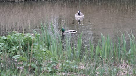 Pato-Real-Macho-Y-Hembra-Nada-En-Un-Pequeño-Estanque-En-Un-Parque-De-La-Ciudad