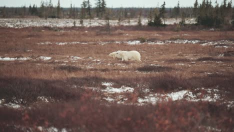 Eine-Eisbärenmutter-Und-Ihr-Junges-Reisen-Im-Herbst-Durch-Die-Subarktische-Tundra-In-Der-Nähe-Von-Churchill,-Manitoba,-Während-Sie-Darauf-Warten,-Dass-Das-Wasser-Der-Hudson-Bay-Gefriert