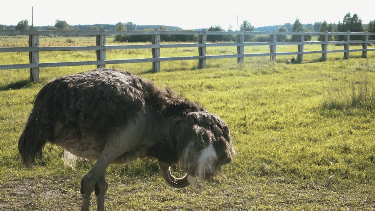 여름에 홈 스트루치 농장